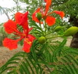 Royal ponciana, Flamboyant, Flametree, Gold mohar (Honey bee plants of Hawaii, United States) · iNaturalist