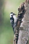쇠오색딱따구리 from Helsinki, Finland on 2021년 05월 14일... 오전 by Janne Passi · iNaturalist 쇠오색딱따구리 (Dryobates minor)