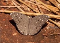 Hamanumida daedalus from Imatong Mountains, Uganda on 2014년 10월 26일 (일) by Yvonne A. de Jong. Photograph by De Jong... 