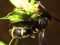 호리병벌아과 from 대한민국 충청남도 예산군 덕산면 on 2013년 05월 29일 (수) by onidiras-iNaturalist · iNaturalist... 