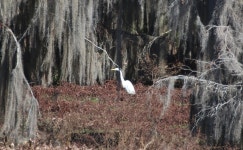 S. 280, Cordele, GA 31015, USA on 2018년 02월 03일 (토) at 12:07 오후 by ajaco005 · iNaturalist 중대백로 (Ardea alba)
