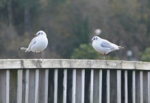 붉은부리갈매기 from Navia, Vigo, Pontevedra, España on... · iNaturalist 붉은부리갈매기 (Chroicocephalus ridibundus)
