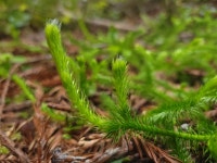 석송 in 6월 2021 by Joey Santore · iNaturalist 석송 (Lycopodium clavatum)