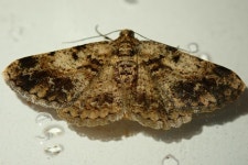 Diplurodes from 香港屯門 on 2021년 06월 06일 (일) at 07:00 오후 by Kit Law · iNaturalist Genus Diplurodes