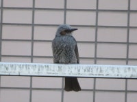 직박구리 from Tsutsumidori, Sumida, Tokyo 131-0034, Japan on 2018년 02월 14일 (수) at 02:33 오후 by belvedere04. Japanese name;... 