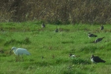 쇠백로 from Elmley NNR, England on 2014년 11월 12일 (수) by ecologyelise · iNaturalist 쇠백로 (Egretta garzetta)