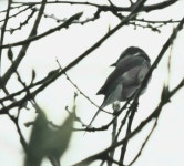검은가슴할미새사촌 from Central and Western, HK on 2021년 02월 28일 (일) at 07:35 오전 by verdit · iNaturalist... 