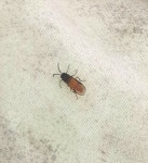 잎벌상과 from Thornton-le-Dale, UK on 2021년 06월 19일 (토) at 01:19 오후 by nicky-by-nature · iNaturalist 잎벌상과... 