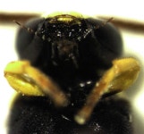Hylaeus euxanthus from University of Auckland Tamaki Campus, suburb of Saint Johns, Auckland on 2014년 11월 28일 (금) by... 