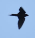 제비 from Snohomish, WA, USA on 2021년 06월 23일 (수) at 06:04 오전 by Sally Anderson · iNaturalist 제비 (Hirundo rustica)