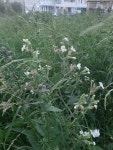Silene latifolia from Областная больница, Тула, Тульская обл., Россия, 300053 by... 