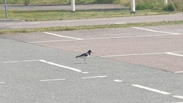 검은머리물떼새 from 449 31 Nödinge, Sweden on 2021년 06월 25일 (금) at 03:30 오후 by Sarah Cronic · iNaturalist... 