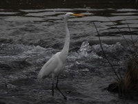 대백로 from Kerrville, TX 78028, USA on 2018년 03월 03일 (토) at 12:03 오후 by Goolsbygirl · iNaturalist 대백로 (Ardea alba)