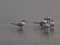 붉은부리큰제비갈매기 from 8248-8292 La Vereda, La Jolla, CA... Stefanie · iNaturalist 붉은부리큰제비갈매기 (Hydroprogne caspia)