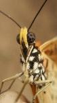 Acraea terpsicore from Kurda, Odisha 770044, India on 2020년 04월 22일 (수) at 08:43 오전 by Sai Krishna · iNaturalist Acraea... 