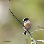 Aegithalos iouschistos from Walong, Arunachal Pradesh on 2014년 01월 23일 (목) by porag. a new species to Indian subcontinet... 