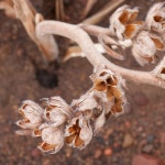 Babiana angustifolia from Vergelegen... Babiana angustifolia in seed. Recorded at... Threatened · iNaturalist Babiana angustifolia