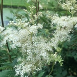 Filipendula ulmaria from Heemskerkse Golfclub, Heemskerk, Noord-Holland, NL on 2021년 07월 12일 (월) at 05:53 오후 by... 