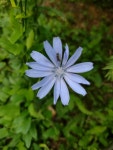 치커리 from 152, 976 34 Tajov, Slovensko on 2021년 07월 14일... 오전 by Vladimir Hemala · iNaturalist 치커리 (Cichorium intybus)
