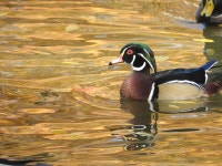 아메리카원앙 from Marshfield, WI, USA on 2020년 10월 10일 (토) at 01:00 오후 by raymie · iNaturalist 아메리카원앙 (Aix sponsa)