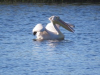 큰사다새 from City of Cape Town, ZA-WC, ZA on 2021년 07월... 04:33 오후 by emma025 · iNaturalist 큰사다새 (Pelecanus onocrotalus)