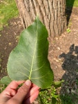 미류나무 from Ohio University, Athens, OH, US on 2021년 07월... 오전 by anna_stover4 · iNaturalist 미류나무 (Populus deltoides)