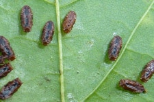 좀벌상과 from Lohenbachtal, Elterlein, Deutschland on 2021년 07월 18일 (일) at 10:34 오전 by Til Mann · iNaturalist... 