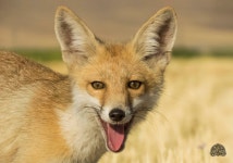 여우 from Kermanshah Province, Iran on 2020년 07월 12일 (일)... javad rostami ahmadvandi · iNaturalist 여우 (Vulpes vulpes)