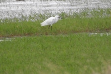 쇠백로 from Seda, 7440, Portugal on 2021년 07월 25일 (일) at 03:30 오후 by David Pereira ·  iNaturalist  쇠백로 (Egretta... 