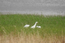 황로 from Seda, 7440, Portugal on 2021년 07월 25일 (일) at 03:49 오후 by David Pereira ·  iNaturalist  황로 (Bubulcus ibis)