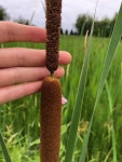 애기부들 from Ford St N, Thunder Bay, ON, CA on 2021년 07월... 오전 by jessiemcfadden · iNaturalist 애기부들 (Typha angustifolia)