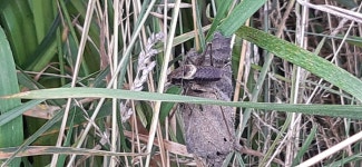 Pholidoptera griseoaptera from Lvivska, UA-LV, UA on 2021년 07월 27일 (화) at 07:16 오후 by g8095 · iNaturalist Pholidoptera... 