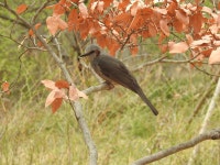 직박구리 from 대한민국 대구광역시 달서구 on 2018년 04월 01일 (일) at 01:28 오후 by bio96. 직박구리 · iNaturalist 직박구리... 