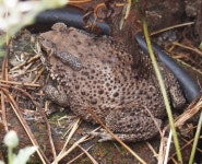 아시아검은안경두꺼비 in 1월 2015 by James Maughn · iNaturalist 아시아검은안경두꺼비 (Duttaphrynus melanostictus)