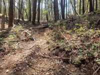 Notholithocarpus densiflorus from Napa County, CA, USA on 2021년 07월 25일 (일) at 03:09 오후 by Marisol Villarreal... 