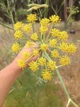 회향 from Point Pinole Trl, Richmond, California, US on 2012년... 04:17 오후 by Chris Brown · iNaturalist 회향 (Foeniculum vulgare)