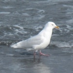 흰갈매기 in 4월 2018 by Janie Collin · iNaturalist 흰갈매기 (Larus hyperboreus)