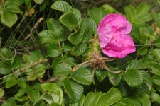 해당화 from Rhoscolyn, Anglesey, Wales, UK on 2021년 07월... 오후 by Stephen James McWilliam · iNaturalist 해당화 (Rosa rugosa)
