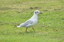 붉은부리갈매기 from 1135 Edam, Niederlande on 2021년 08월... iNaturalist 붉은부리갈매기 (Chroicocephalus ridibundus)