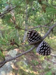 리기다소나무 from Niantic, CT, US on 2021년 08월 15일 (일)... Growing on rocky ridge · iNaturalist 리기다소나무 (Pinus rigida)