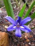 Babiana sambucina sambucina from... &lt;h3&gt;Babiana sambucina&lt;/h3&gt;&lt;br... · iNaturalist Subspecies Babiana sambucina... 