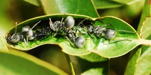 Polyrhachis schistacea from Big Bend, Lubombo: at the base of the lebombo mountain range, Swaziland on 2010년 04월 26일 (월)... 