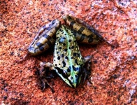 Amietia delalandii from Alexandra Park, Harare, Zimbabwe on 2009년 04월 10일 (금) by Markus · iNaturalist Amietia delalandii