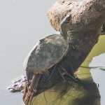 Pangshura tecta from Dhakuria, Rabindra Sarobar, Kolkata, West Bengal 700045, India on 2020년 11월 09일 (월) by Karan Matalia... 