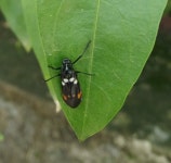 Callitettix versicolor from 180007 on 2021년 08월 19일 (목) at 03:31 오후 by rithika fernandes · iNaturalist Callitettix... 