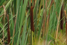 애기부들 from Half Moon Bay State Beach, San Mateo, California... by Donna Pomeroy · iNaturalist 애기부들 (Typha angustifolia)