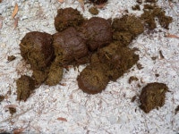 아프리카코끼리 in 1월 2013 by Marge. <h3>Knysna elephant poop?</h3><br>Very large droppings, containing a... 