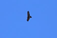 쐐기꼬리독수리 from Gilmore Paddocks, Tuggeranong, ACT, Australia on 2021년 08월 20일 (금) at 12:30 오후 by deborod... 