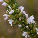 on 2013년 09월 28일 (토) by carinalochner. &lt;h3&gt;Almost white Muraltia - Vergelegen&lt;/h3&gt;&lt;br&gt;Almost white... 
