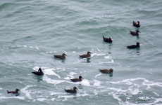 흰이마검둥오리 from Westlake, Daly City, CA, USA on 2021년... Morlan · iNaturalist 흰이마검둥오리 (Melanitta perspicillata)